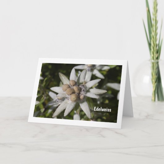 Edelweiss Flower Folded Blank Greeting Card Kaart (Voorkant)