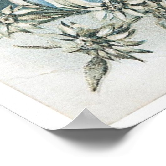 Edelweiss Poster (Hoek)