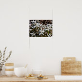 Edelweiss-Poster (Matte) Poster (Keuken)