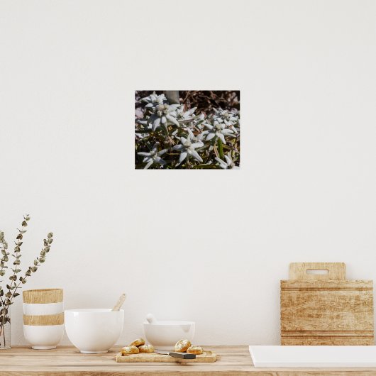 Edelweiss-Poster (Matte) Poster (Keuken)