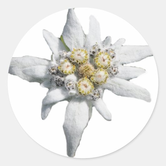 Edelweiss Ronde Sticker (Voorkant)