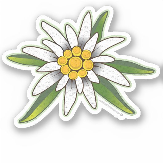 Edelweiss-Sticker Sticker (Voorkant)