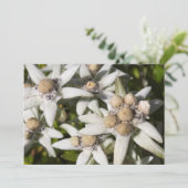 Edelweiss ventilator met dank je creditcard bedankkaart (Staand voorkant)