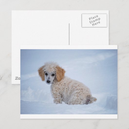 Edelwitte poodle Puppy in sneeuw Briefkaart (Voorkant / Achterkant)