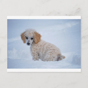 Edelwitte poodle Puppy in sneeuw Briefkaart