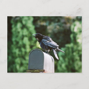 Edgar Allan Crow, briefkaart