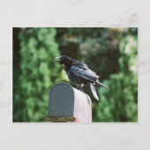 Edgar Allan Crow, briefkaart (Voorkant)