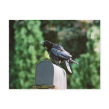Edgar Allan Crow, briefkaart