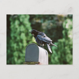 Edgar Allan Crow, briefkaart