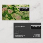 Edge-Label - Sedum "Autumn Joy" Visitekaartje (Voorkant / Achterkant)