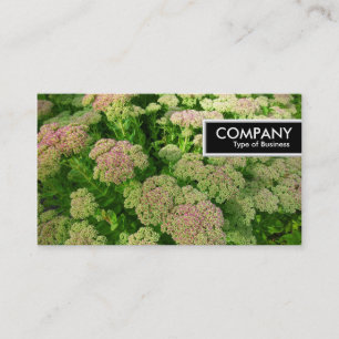 Edge-Label - Sedum "Autumn Joy" Visitekaartje