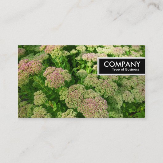 Edge-Label - Sedum "Autumn Joy" Visitekaartje (Voorkant)
