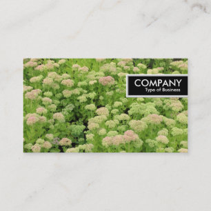 Edge Label - Sedum (Herfstvreugde)