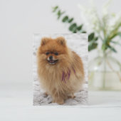 Edgrr #2 - Pommeren Briefkaart (Staand voorkant)