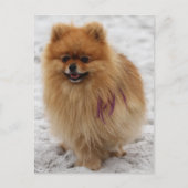 Edgrr #2 - Pommeren Briefkaart (Voorkant)