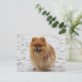 Edgrr #2 - Pommeren Briefkaart (Staand voorkant)