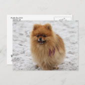 Edgrr #2 - Pommeren Briefkaart (Voorkant / Achterkant)