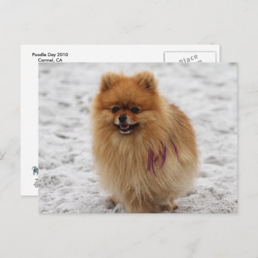 Edgrr #2 - Pommeren Briefkaart (Voorkant / Achterkant)