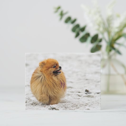 Edgrr #3 - Pommeren Briefkaart (Staand voorkant)