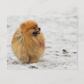 Edgrr #3 - Pommeren Briefkaart (Voorkant)