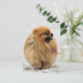 Edgrr #3 - Pommeren Briefkaart (Staand voorkant)