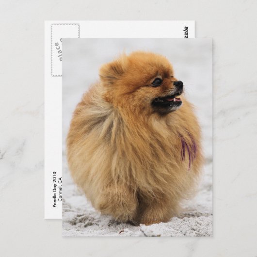 Edgrr #3 - Pommeren Briefkaart (Voorkant / Achterkant)