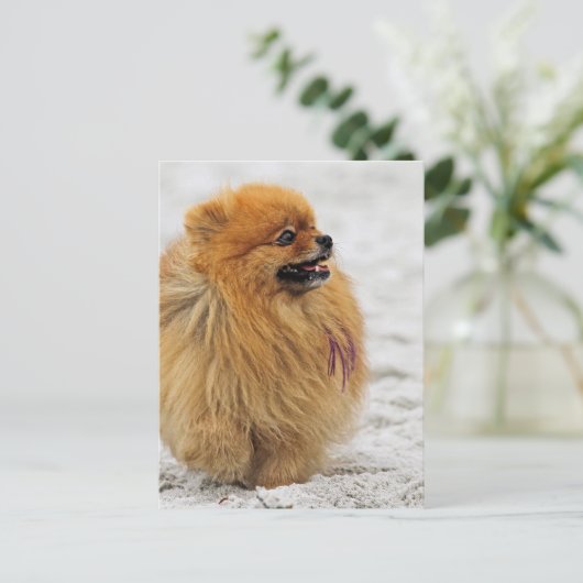 Edgrrrr #3 - Pomeranian Briefkaart (Staand voorkant)