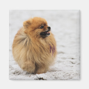 Edgrrrr #3 - Pommerisch Magneet