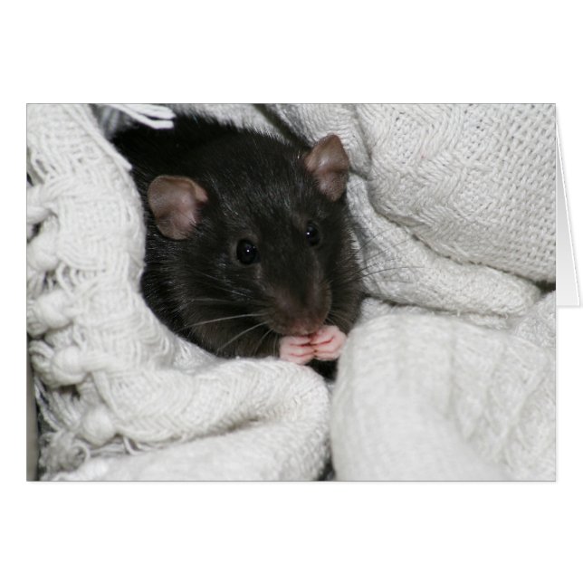 Edgworth The Rat (Voorkant Horizontaal)