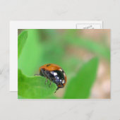 Edgy - Ladybug op de rand van het blad Briefkaart (Voorkant / Achterkant)