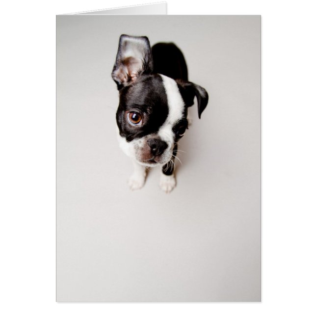 Edison Boston Terrier puppy. (Voorkant)