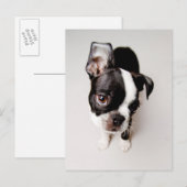 Edison Boston Terrier puppy. Briefkaart (Voorkant / Achterkant)
