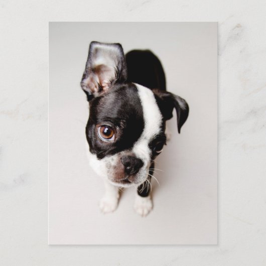 Edison Boston Terrier puppy. Briefkaart (Voorkant)