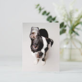 Edison Boston Terrier puppy. Briefkaart (Staand voorkant)