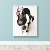 Edison Boston Terrier puppy. Canvas Afdruk (Insitu (Houten vloer))