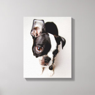 Edison Boston Terrier puppy. Canvas Afdruk