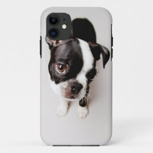 Edison Boston Terrier puppy. iPhone 11 Hoesje