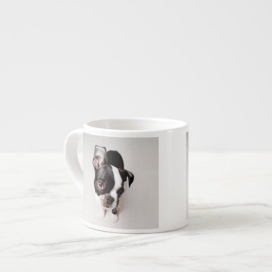Edison Boston Terrier puppy. Espresso Kop (Links)