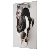 Edison Boston Terrier puppy. Klembord (Links)