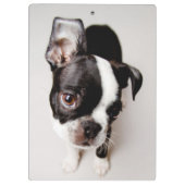 Edison Boston Terrier puppy. Klembord (Achterkant)