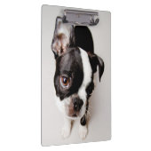 Edison Boston Terrier puppy. Klembord (Rechts)