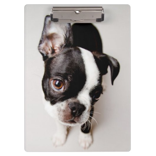 Edison Boston Terrier puppy. Klembord (Voorkant)