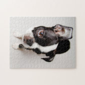 Edison Boston Terrier puppy. Legpuzzel (Horizontaal)