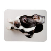 Edison Boston Terrier puppy. Magneet (Horizontaal)