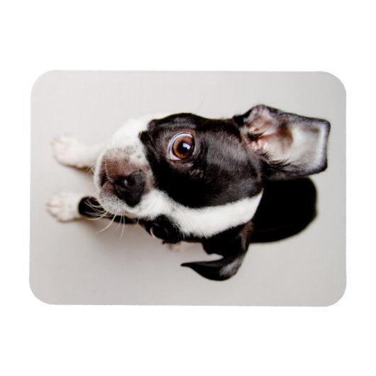 Edison Boston Terrier puppy. Magneet (Horizontaal)
