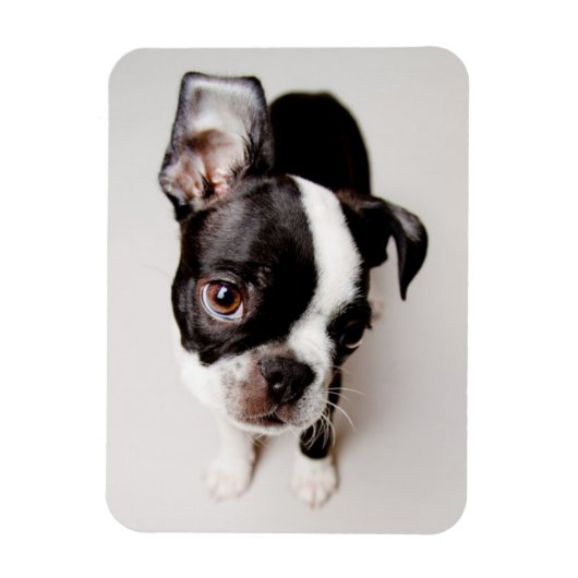Edison Boston Terrier puppy. Magneet (Verticaal)