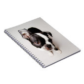 Edison Boston Terrier puppy. Notitieboek (Rechterzijde)