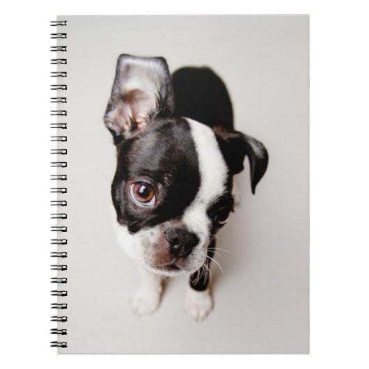 Edison Boston Terrier puppy. Notitieboek (Voorkant)