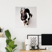 Edison Boston Terrier puppy. Poster (Thuiskantoor)