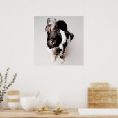 Edison Boston Terrier puppy. Poster (Keuken)
